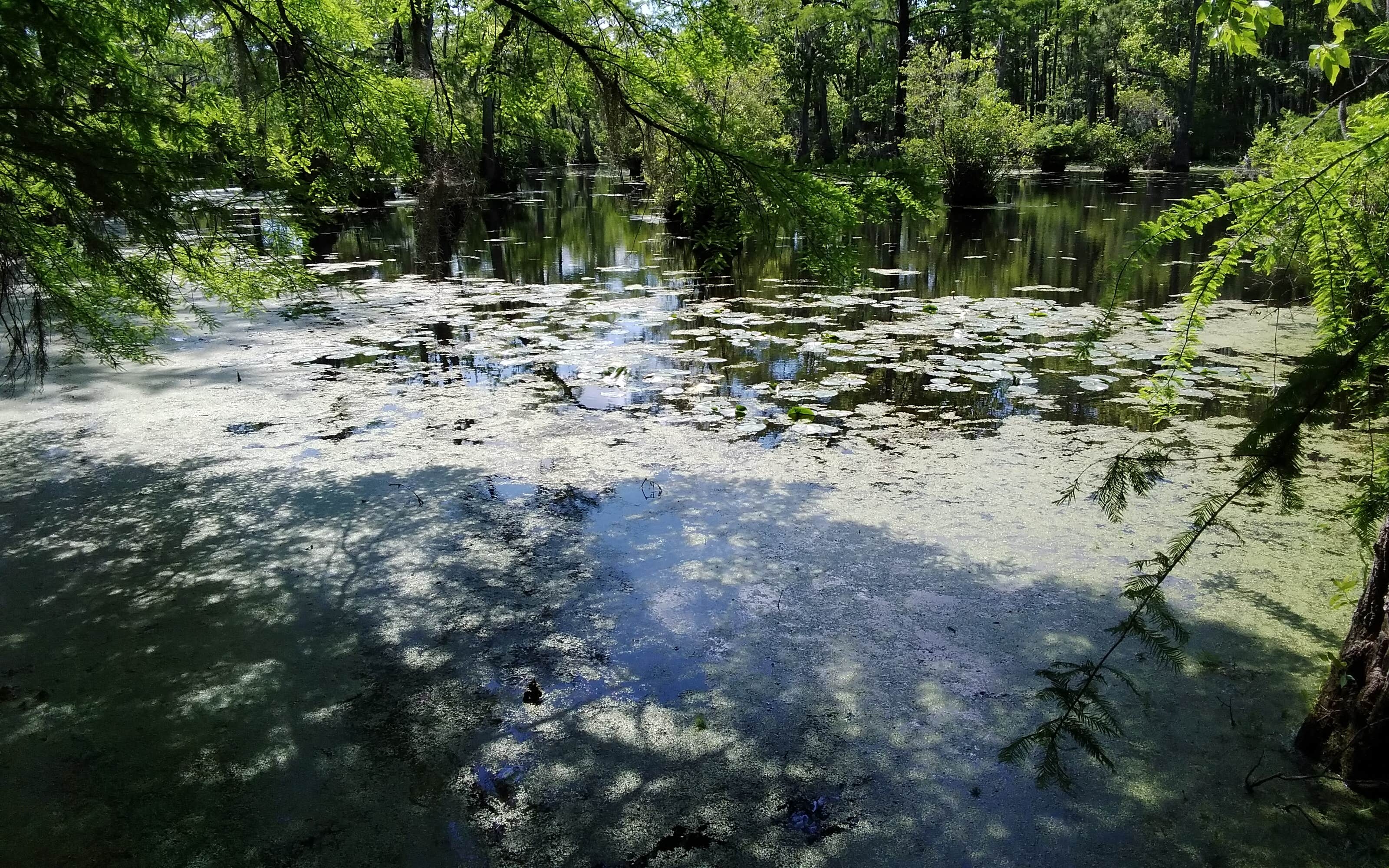 Camper-submitted photo at Bennetts Creek Canoe In Campground — Merchants Millpond State Park near Suffolk, VA