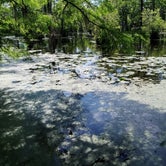 Review photo of Merchants Millpond State Park Campground by Mark N., May 17, 2021