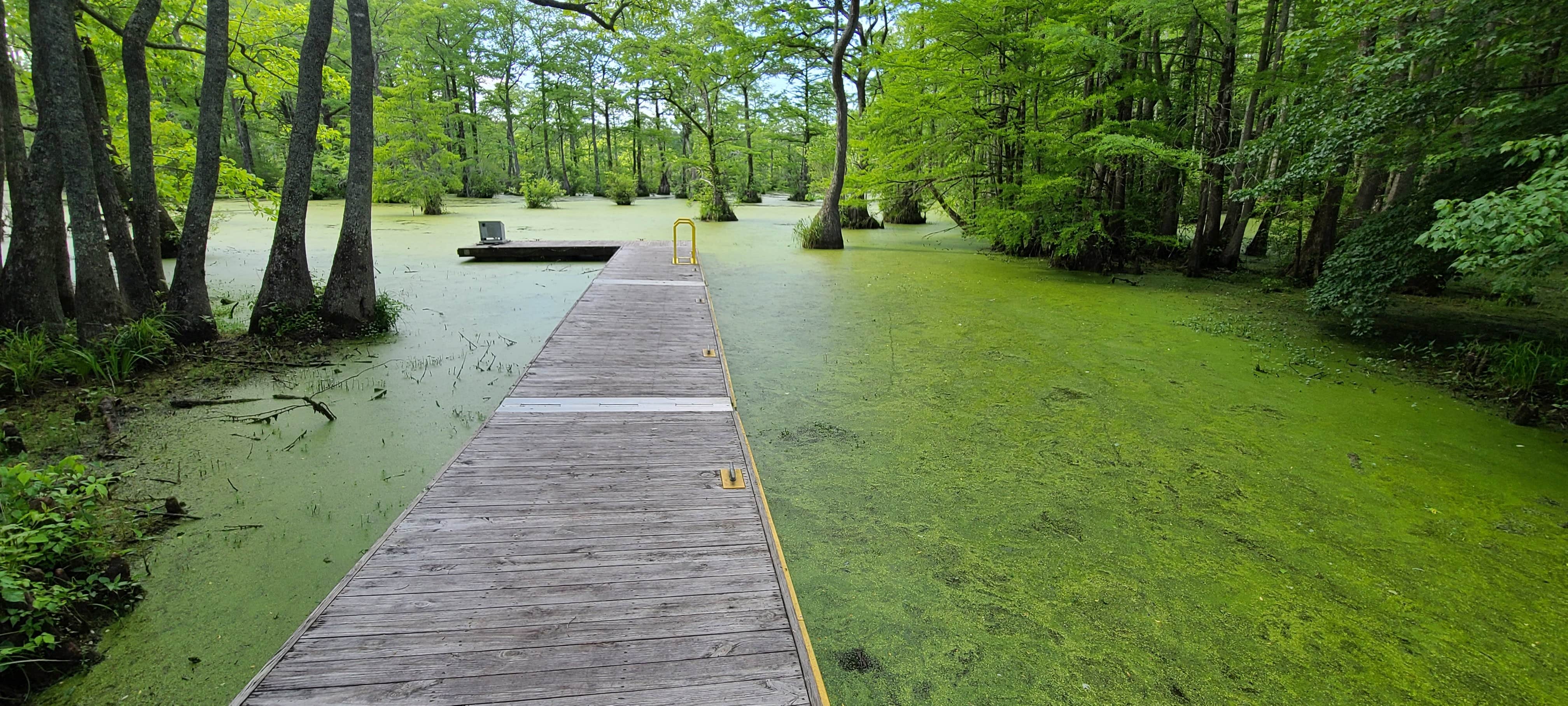 Camper-submitted photo at Bennetts Creek Canoe In Campground — Merchants Millpond State Park near Suffolk, VA