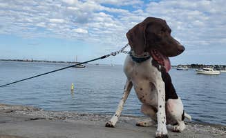 Jeffrey S.'s photo of camping with pets at North Beach Camp Resort in Florida