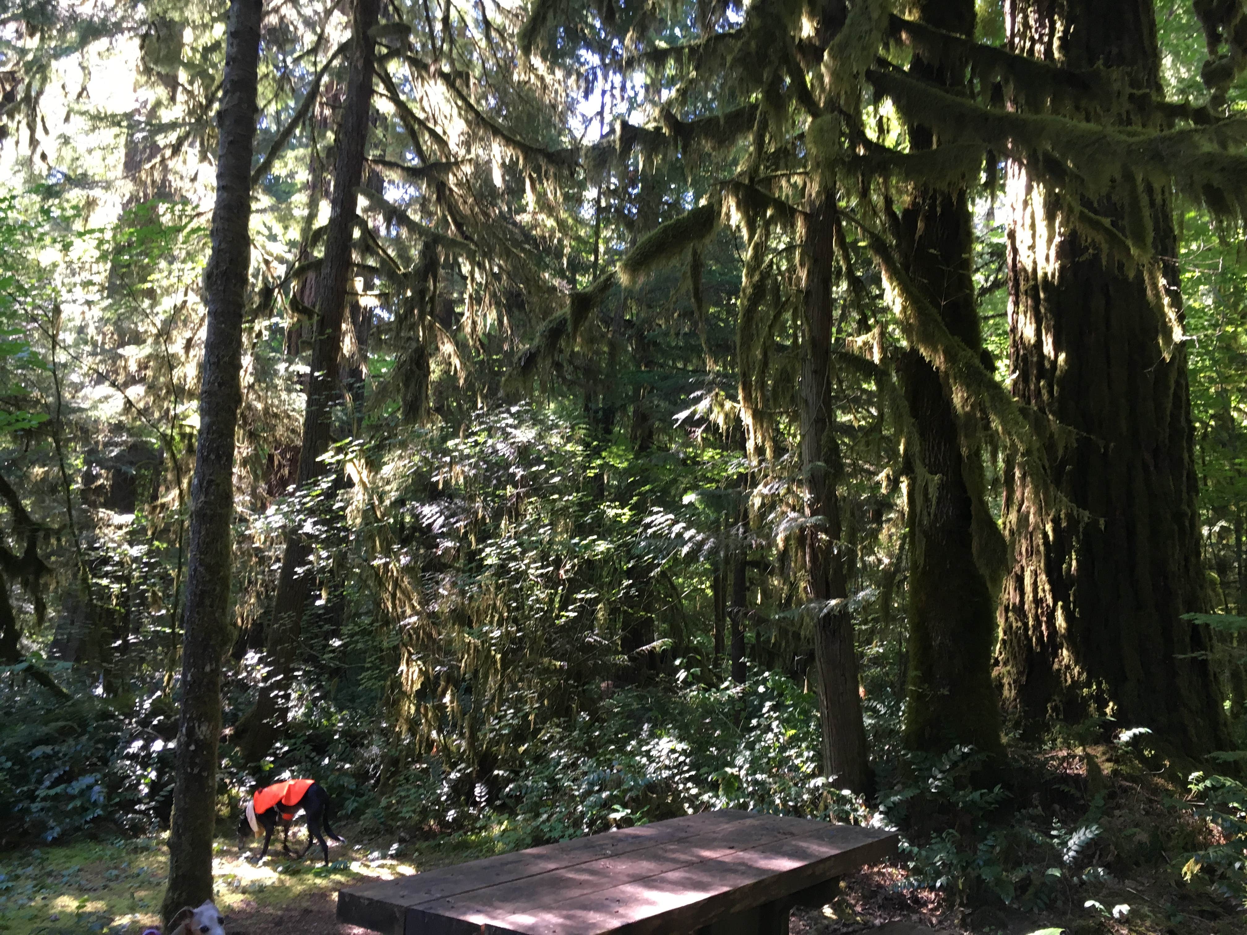 Camper-submitted photo at Paradise Campground near Willamette National Forest