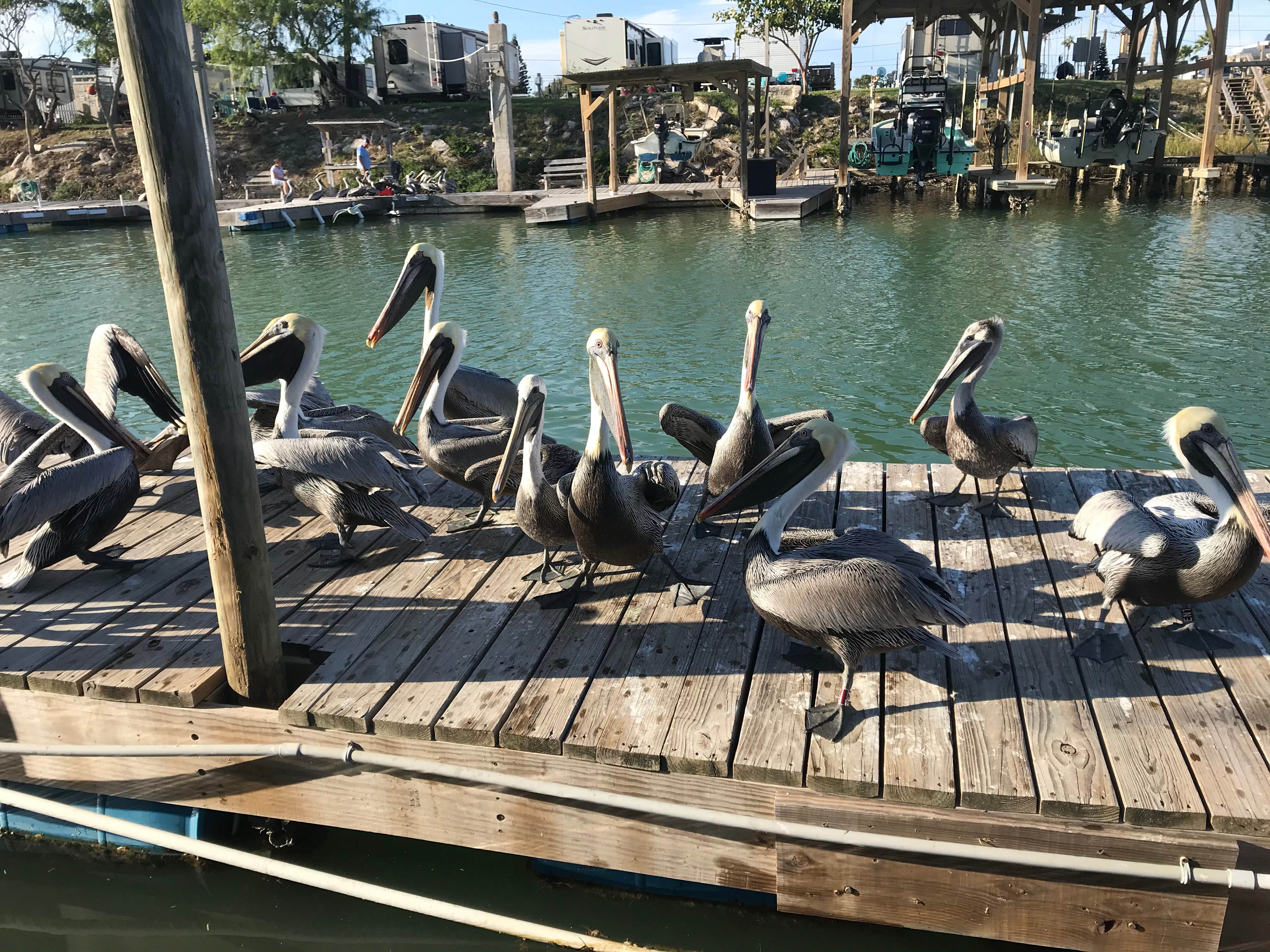 Camper submitted image from Port Isabel Park Center LLC - 5