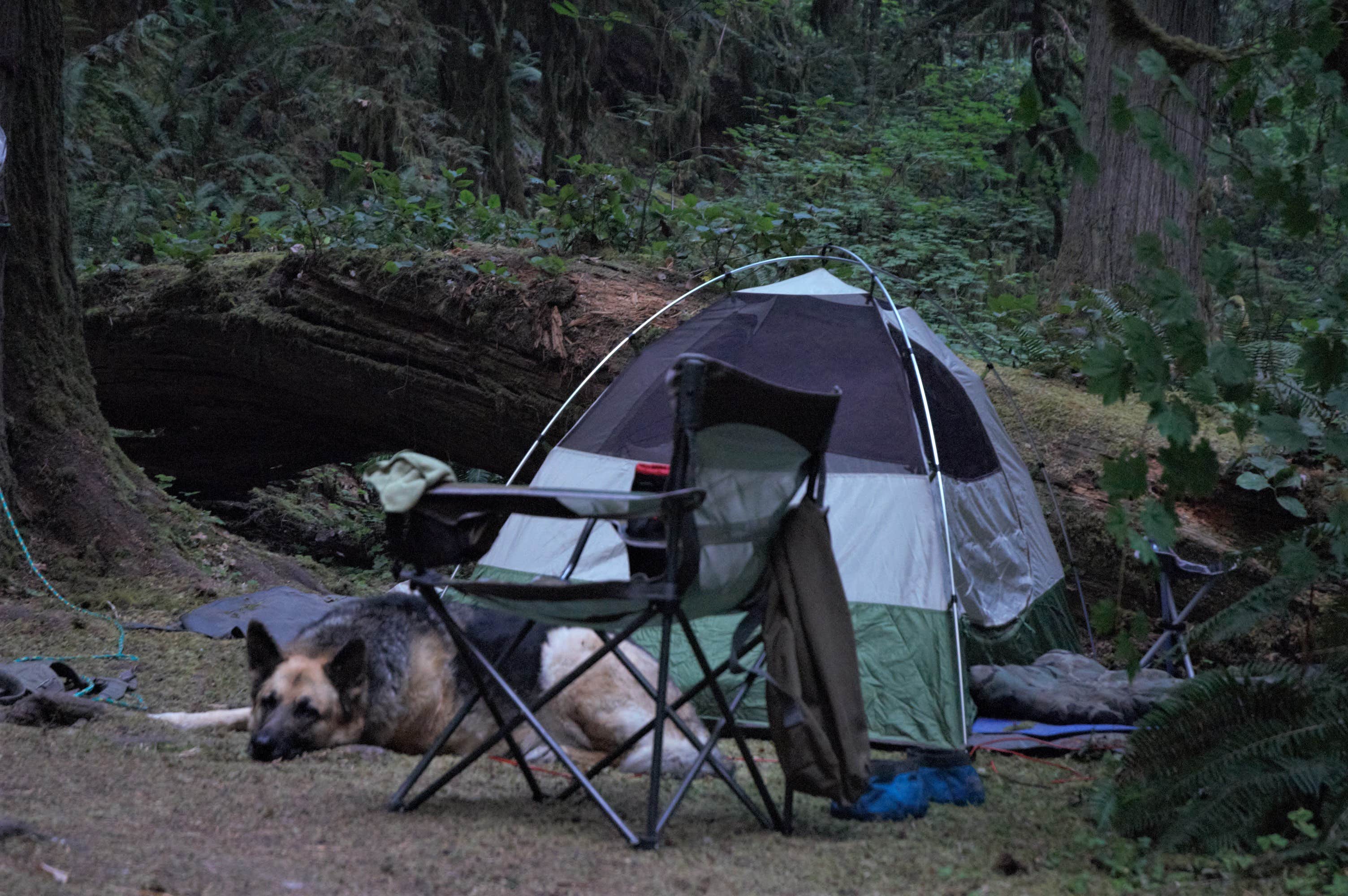 Camper submitted image from Black Canyon Campground - Willamette NF - 4