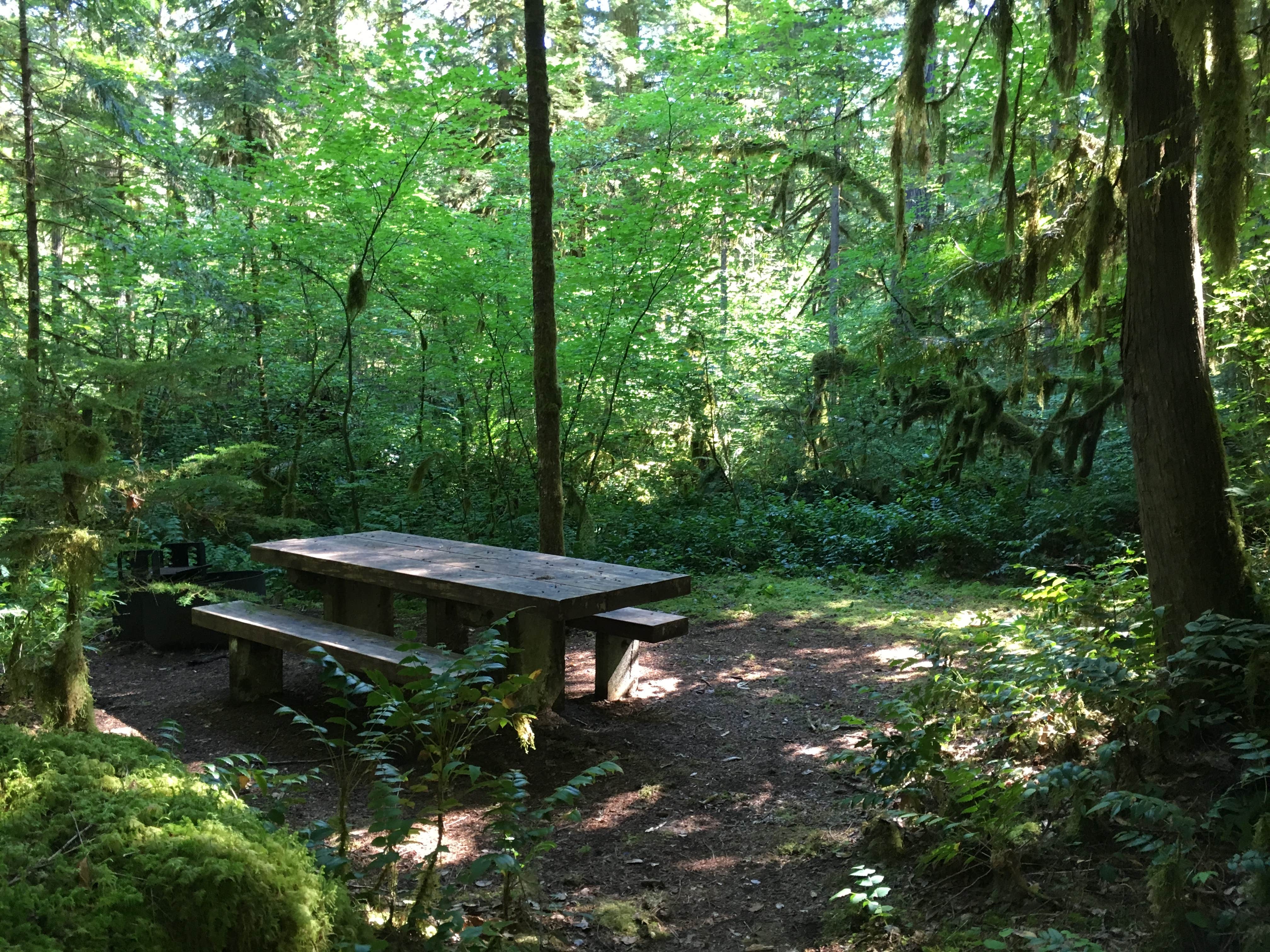 Camper-submitted photo at Paradise Campground near Willamette National Forest