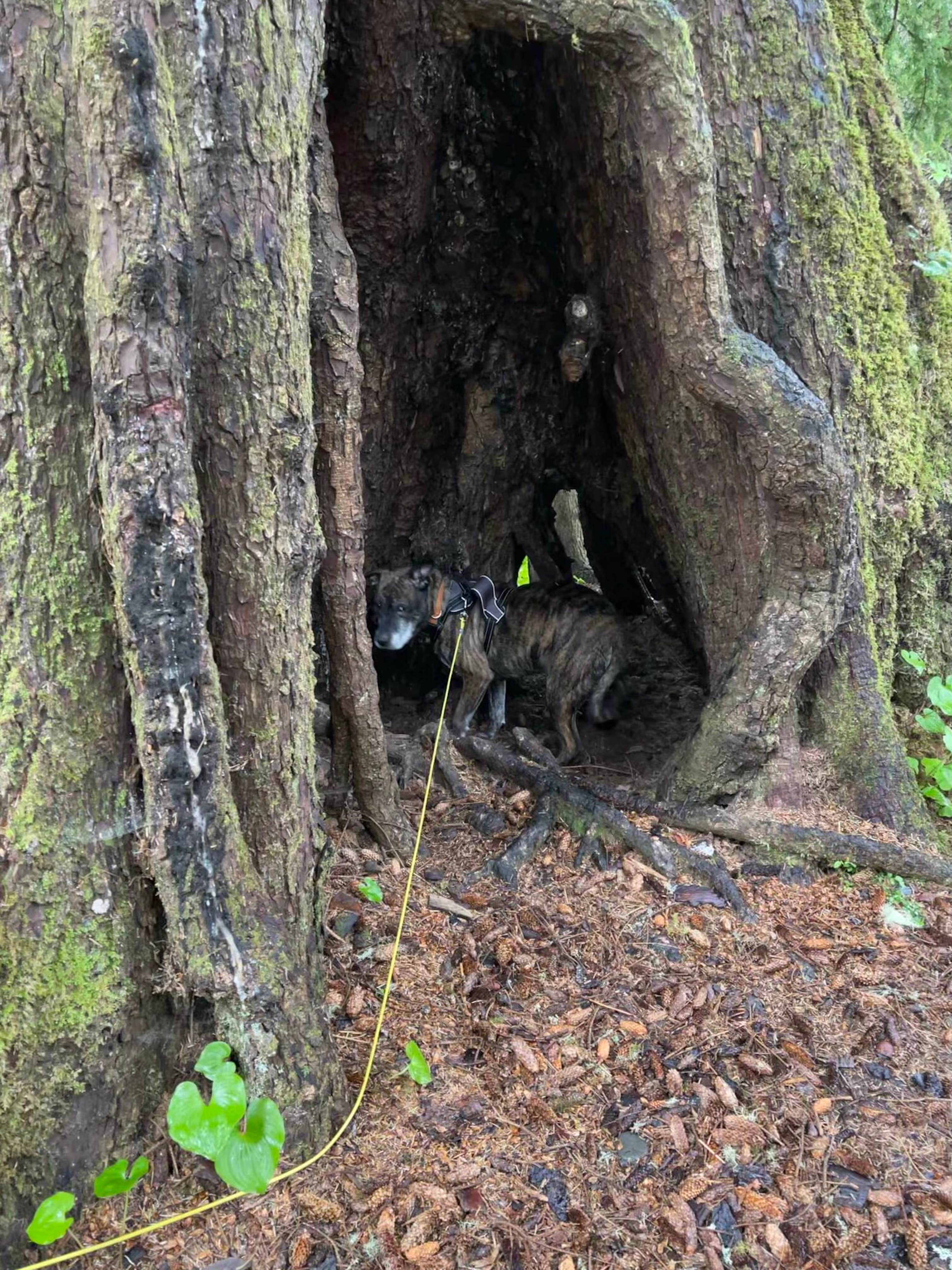 hannah's photo of camping with pets at Mora Campground — Olympic National Park in Washington