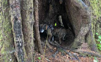 hannah's photo of camping with pets at Mora Campground — Olympic National Park near La Push, WA