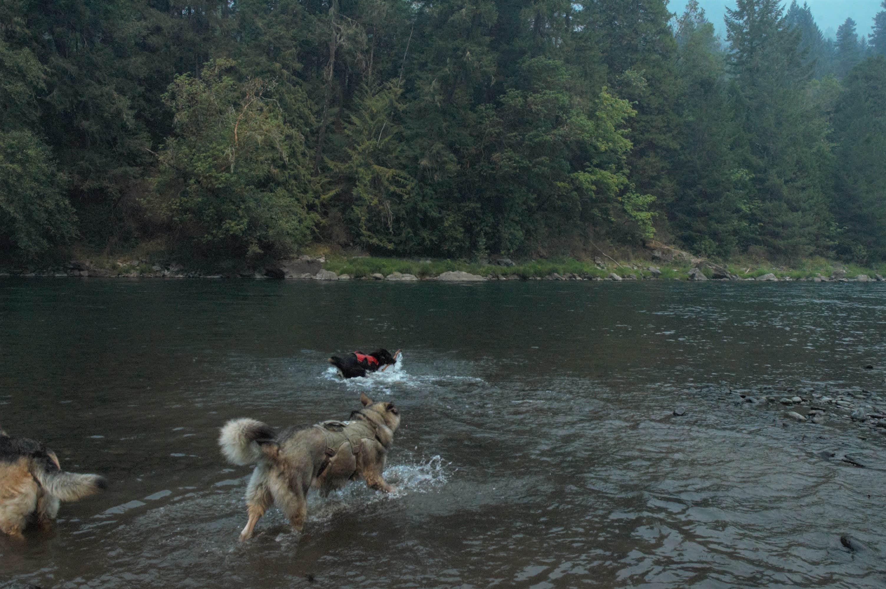 Shannon C.'s photo of camping with pets at Black Canyon Campground - Willamette NF near Springfield, OR