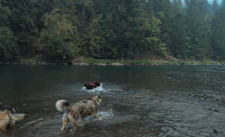 Shannon C.'s photo of camping with pets at Black Canyon Campground - Willamette NF near Springfield, OR