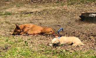 Bill M.'s photo of camping with pets at Rock Cut State Park - Staghorn Campground near Kingston, IL