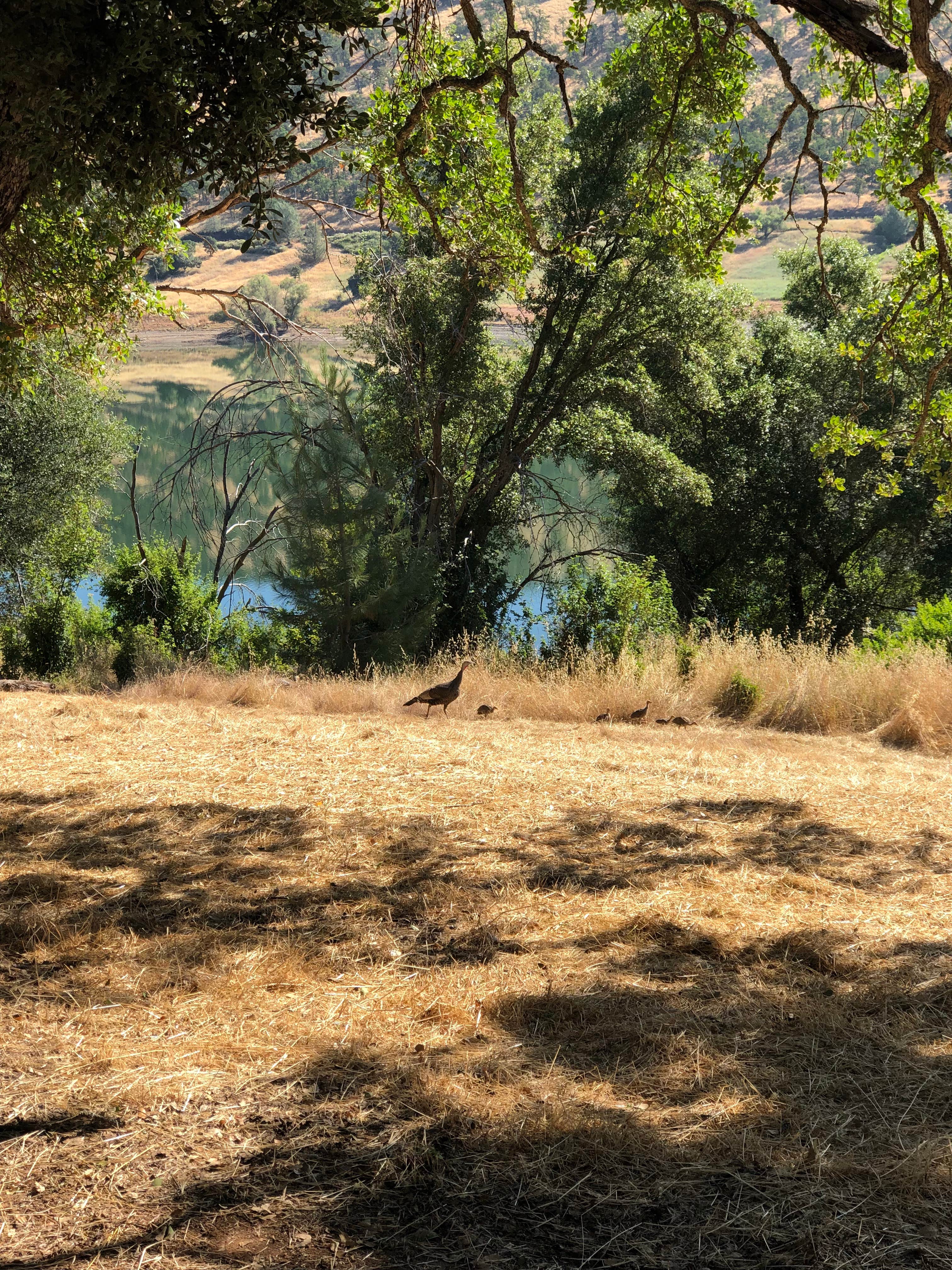 Glory Hole Recreation Area Camping | Angels camp, CA