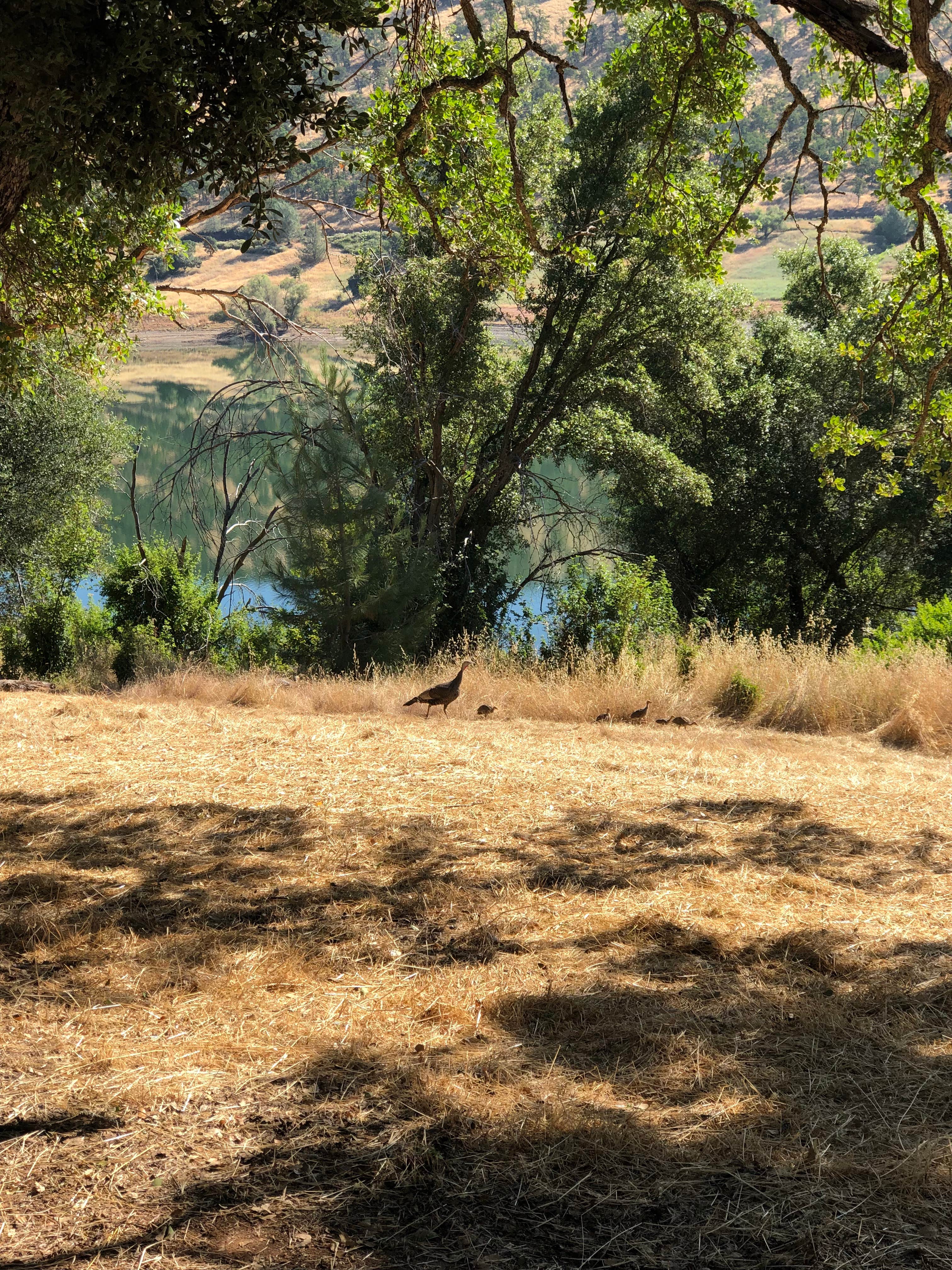 Camper submitted image from Glory Hole Recreation Area - 2