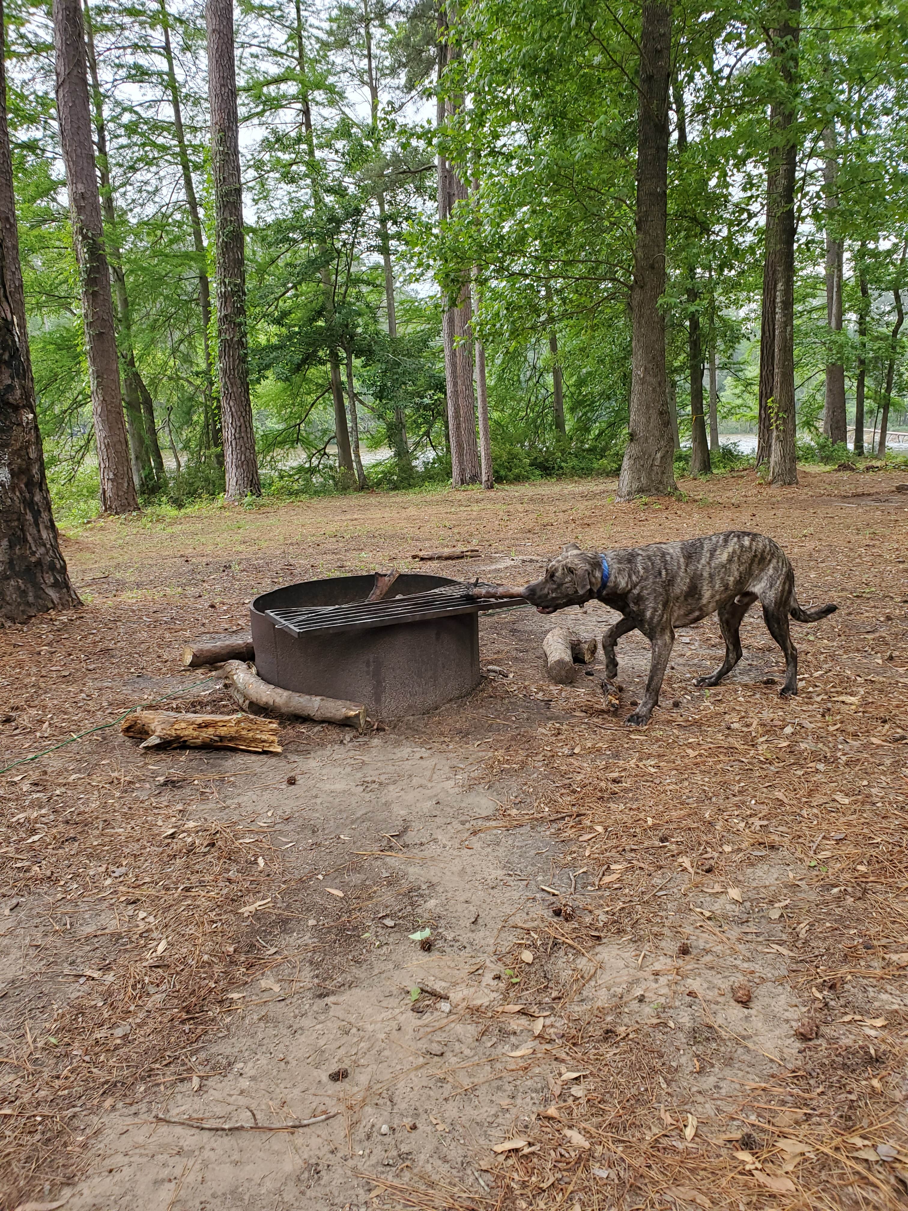 Veronica S.'s photo of camping with pets at Ratcliff Lake Recreation Area near Grapeland, TX