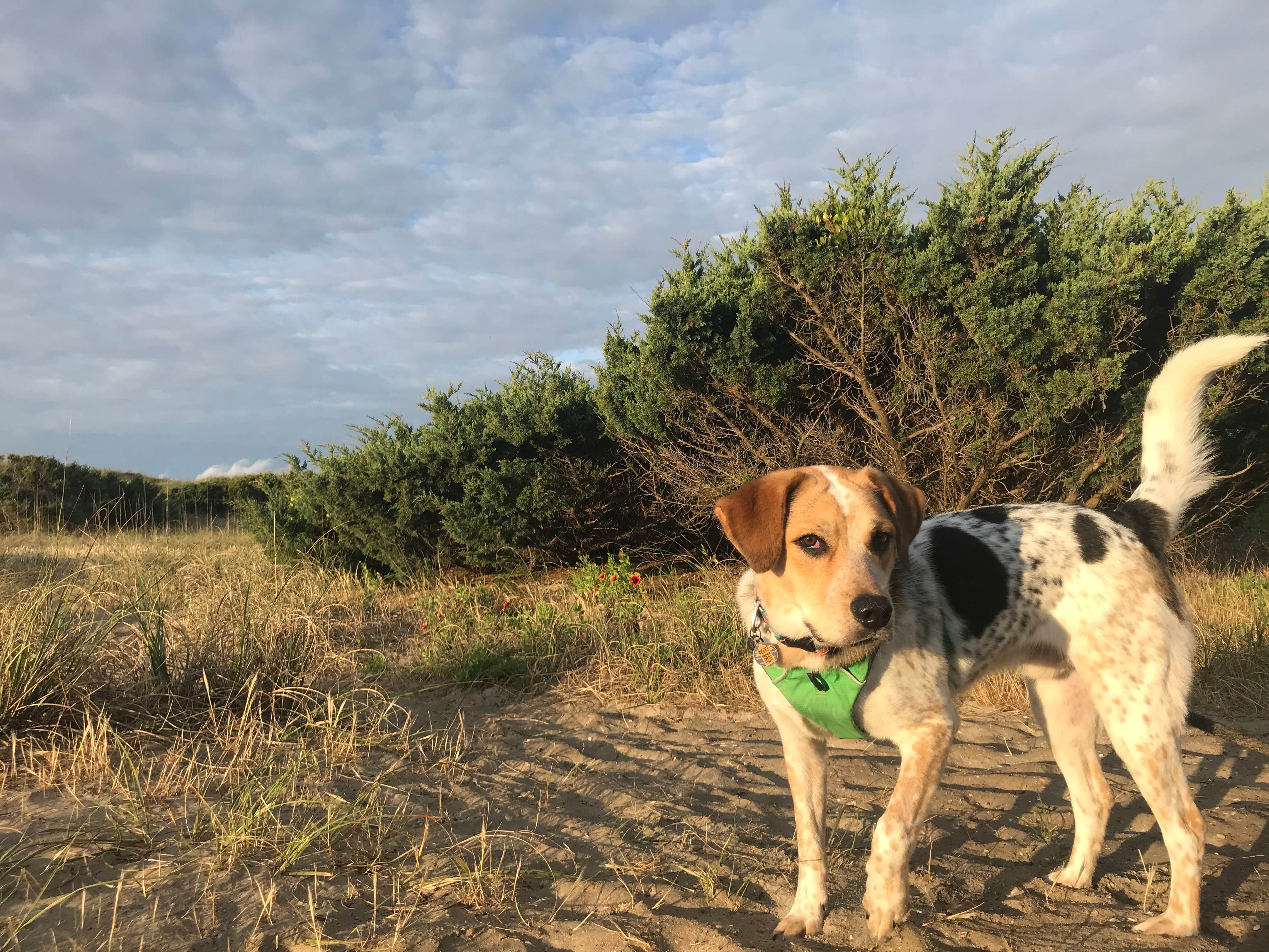 Kaitlyn F.'s photo of camping with pets at Ocracoke Campground — Cape Hatteras National Seashore near Cedar Island, NC