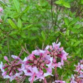 Review photo of Charlottesville KOA by Jennifer  K., May 18, 2021