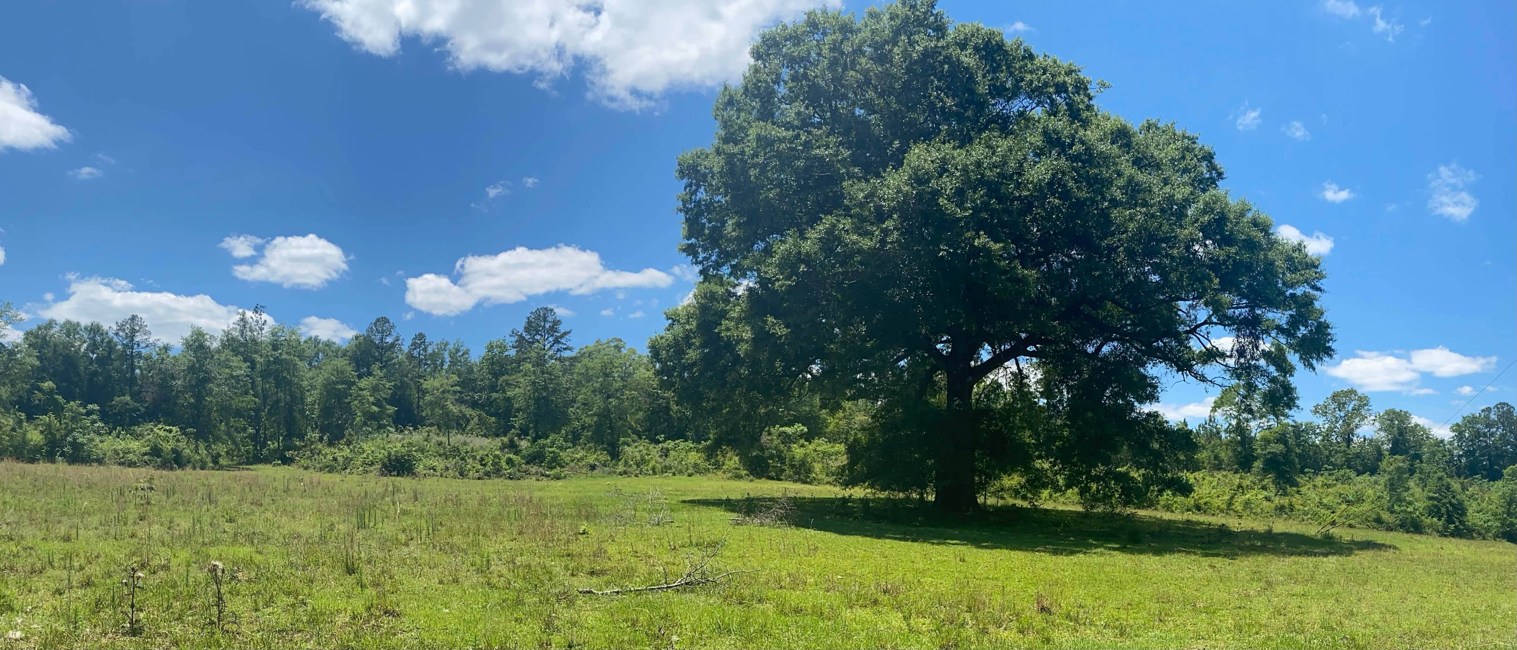 Camping near Little Black Creek Campground: Southern Home Grown’s Good Vibes Village, Foxworth, Mississippi