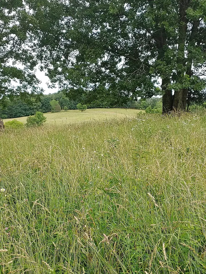 Camper-submitted photo at Tree Line Retreat near Lawrenceburg, IN