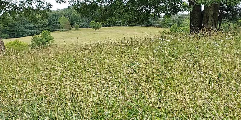 Camper submitted image from Tree Line Retreat