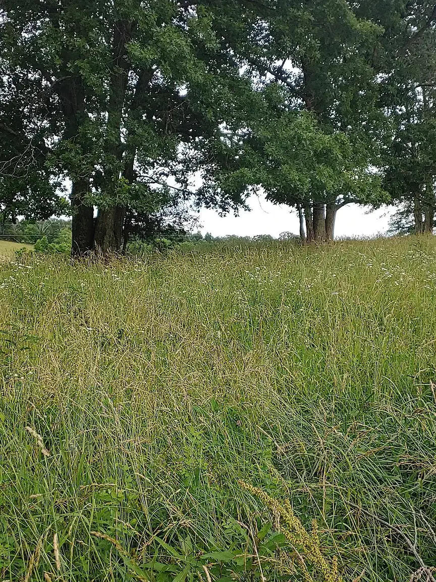 Camper-submitted photo at Tree Line Retreat near Lawrenceburg, IN