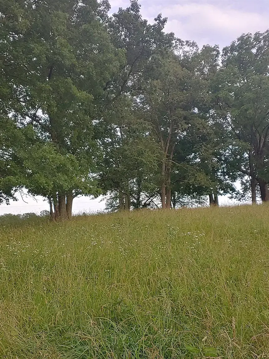 Camper-submitted photo at Tree Line Retreat near Lawrenceburg, IN