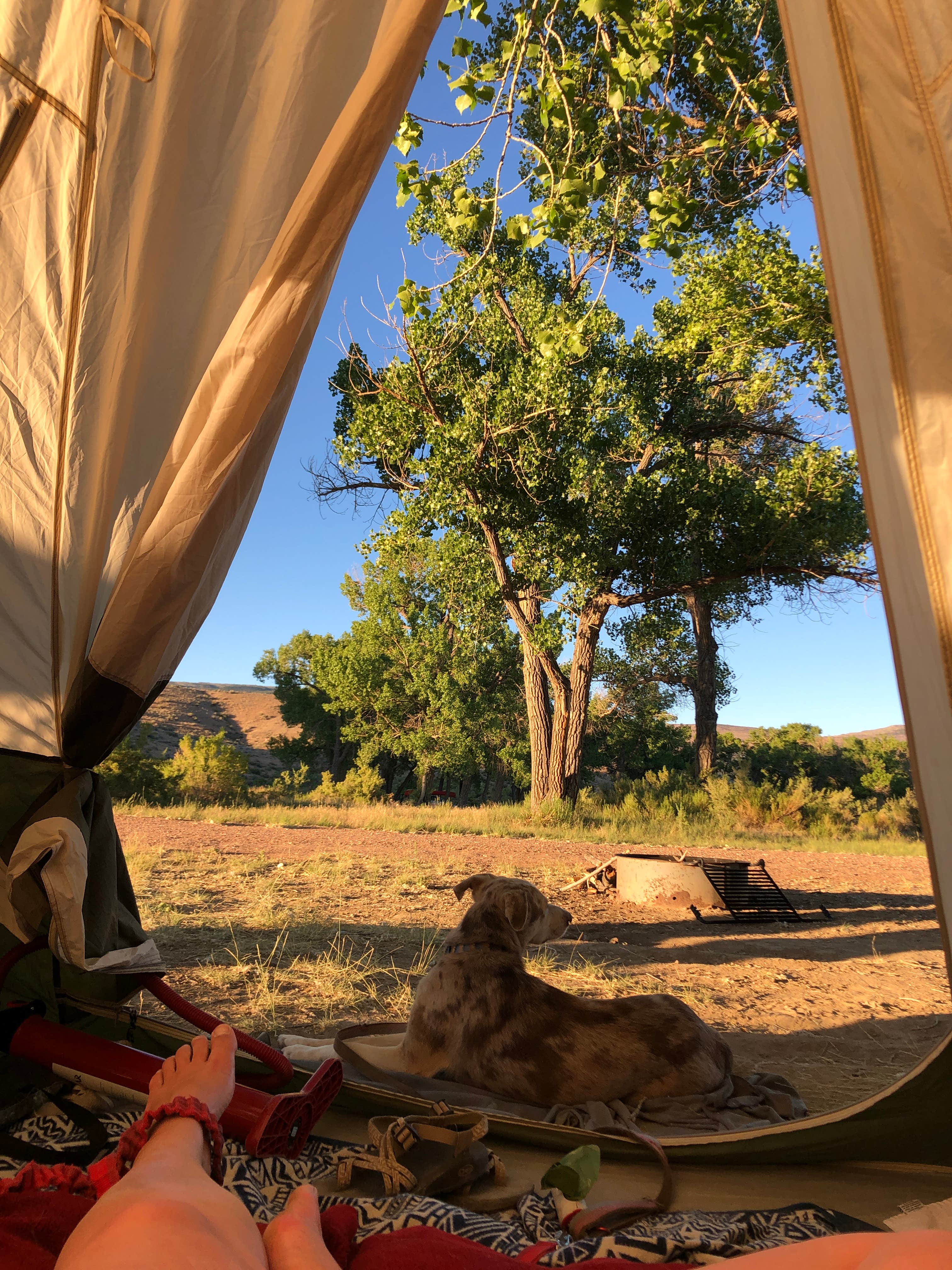 Hayley K.'s photo of camping with pets at Crook Campground - FWS - Browns Park NWR near Dinosaur National Monument
