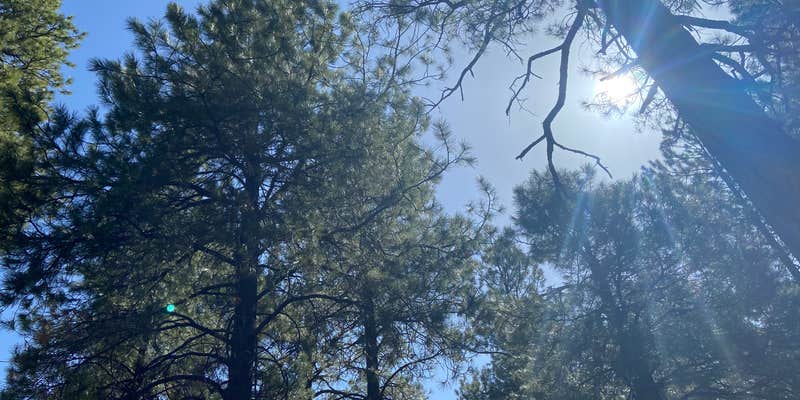 Camper submitted image from Fort Tuthill County Campground