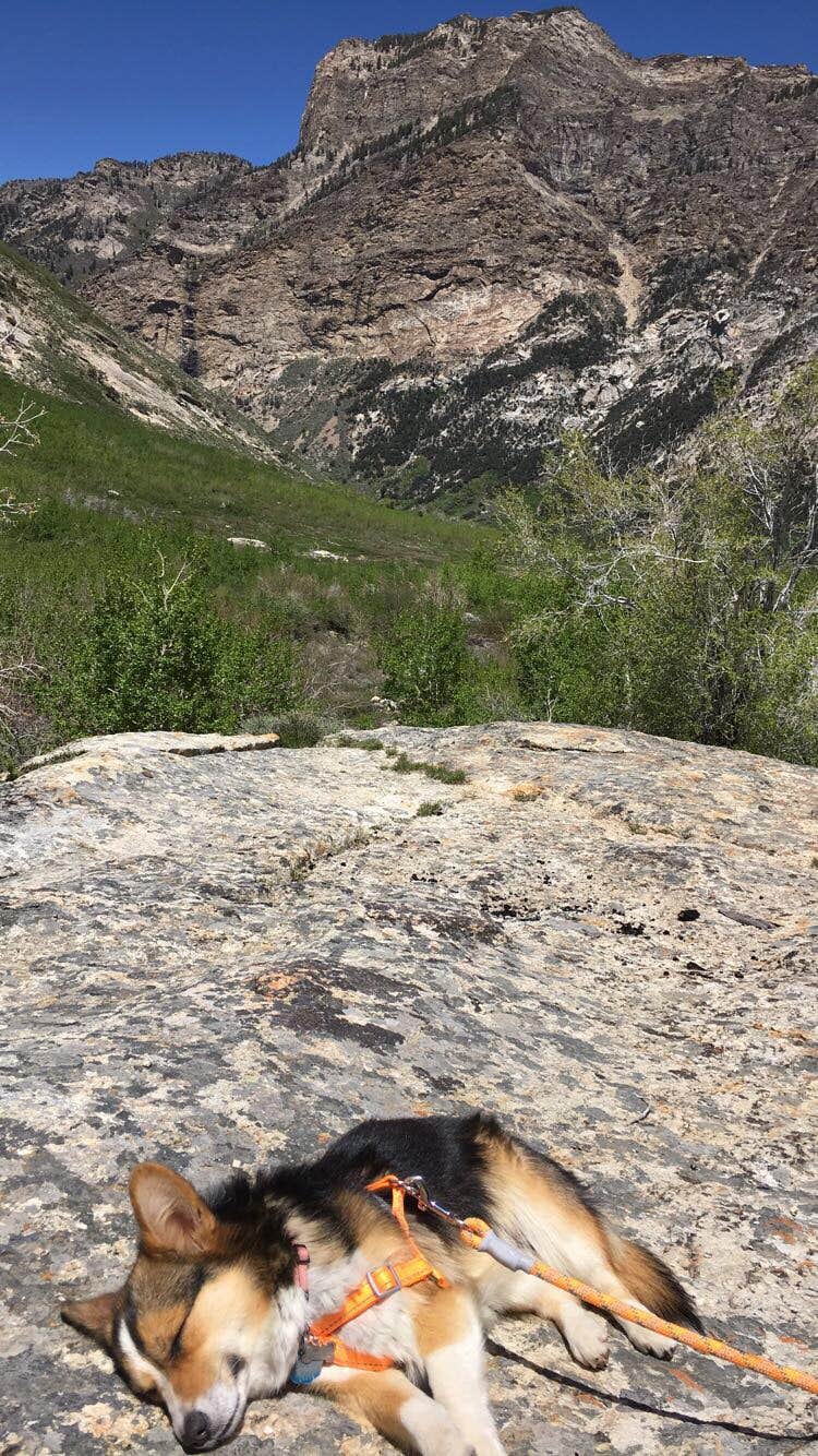 Ashleigh O.'s photo of camping with pets at Humboldt National Forest Thomas Canyon Campground near Ruby Valley, NV