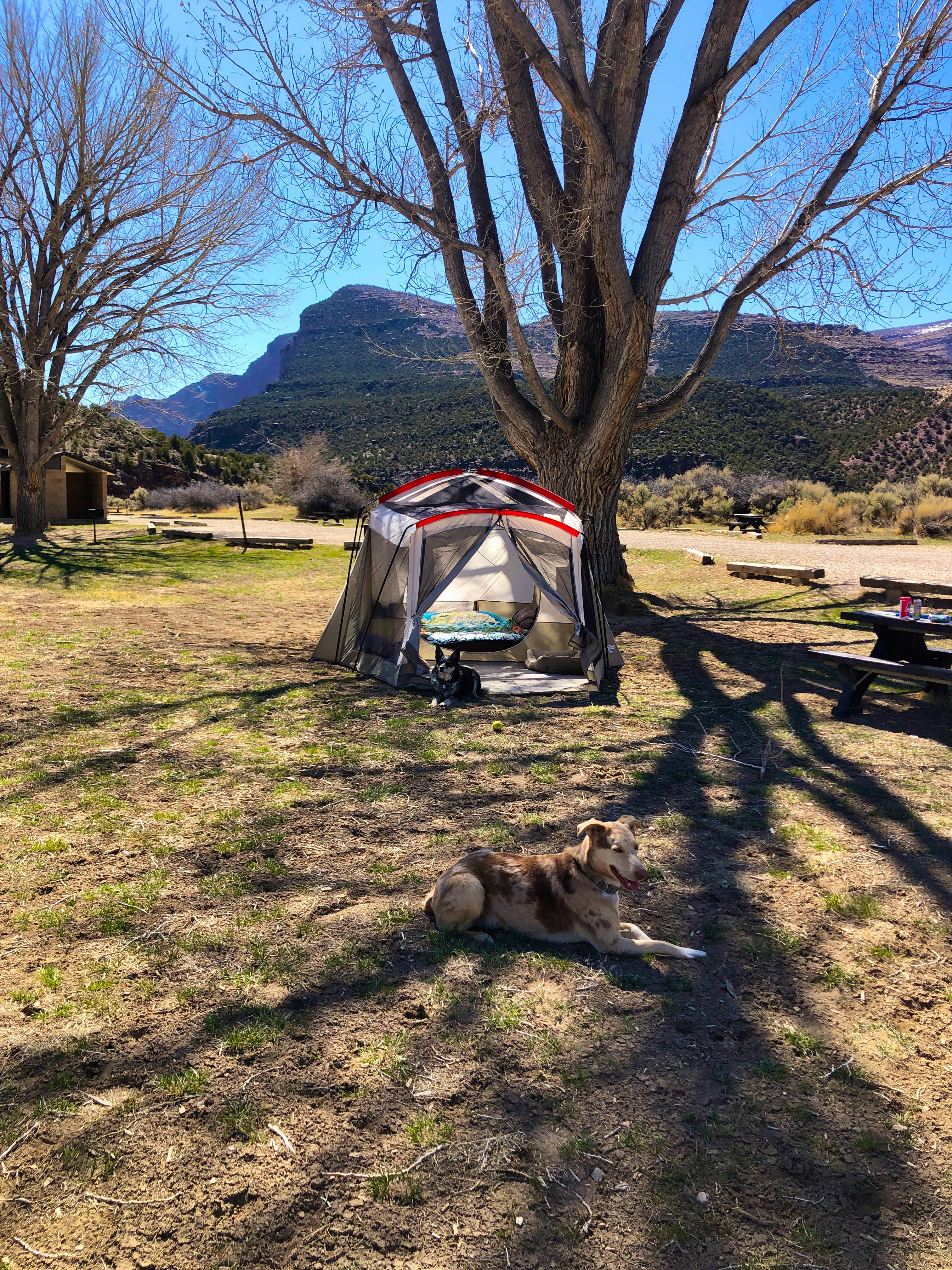 Hayley K.'s photo of camping with pets at Gates Of Lodore Campground — Dinosaur National Monument near Dinosaur National Monument