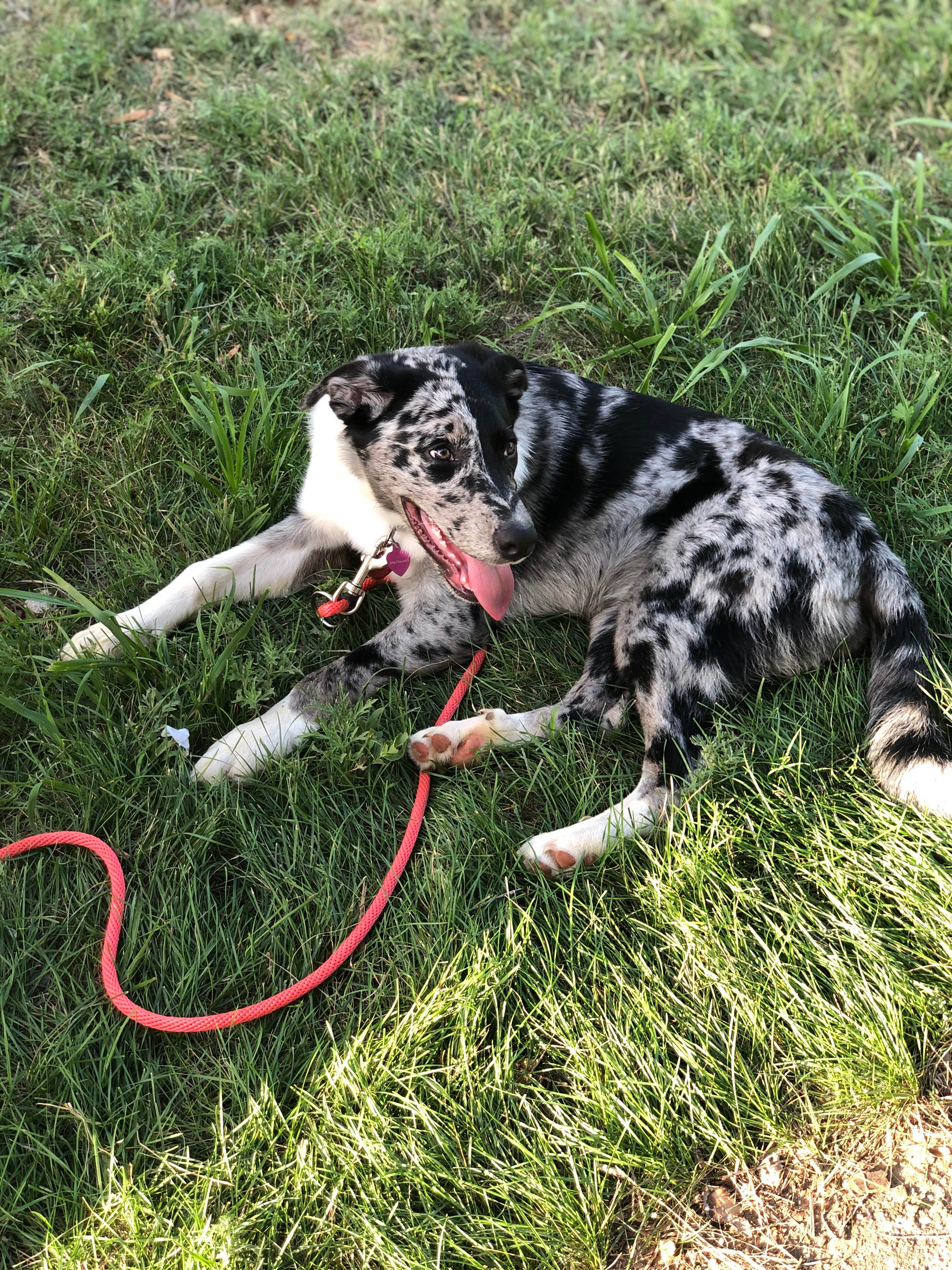 Carter W.'s photo of camping with pets at Kanopolis State Park Rockwall Campground near Ellinwood, KS