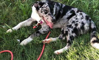 Carter W.'s photo of camping with pets at Kanopolis State Park Rockwall Campground near Minneapolis, KS