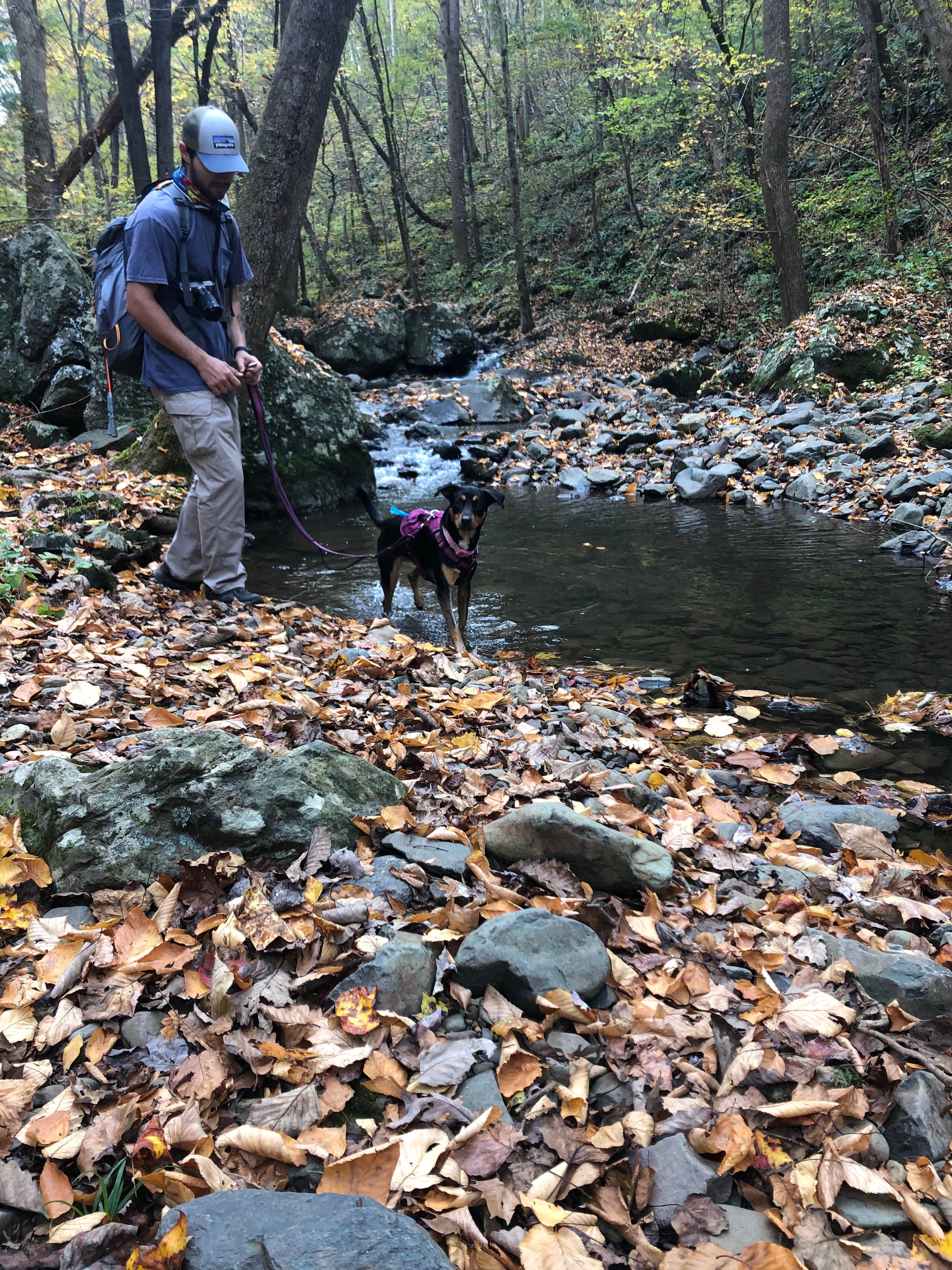 Fabein D.'s photo of camping with pets at Mathews Arm Campground — Shenandoah National Park near Winchester, VA