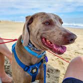 Review photo of Cape Henlopen State Park Campground by John K., May 19, 2021