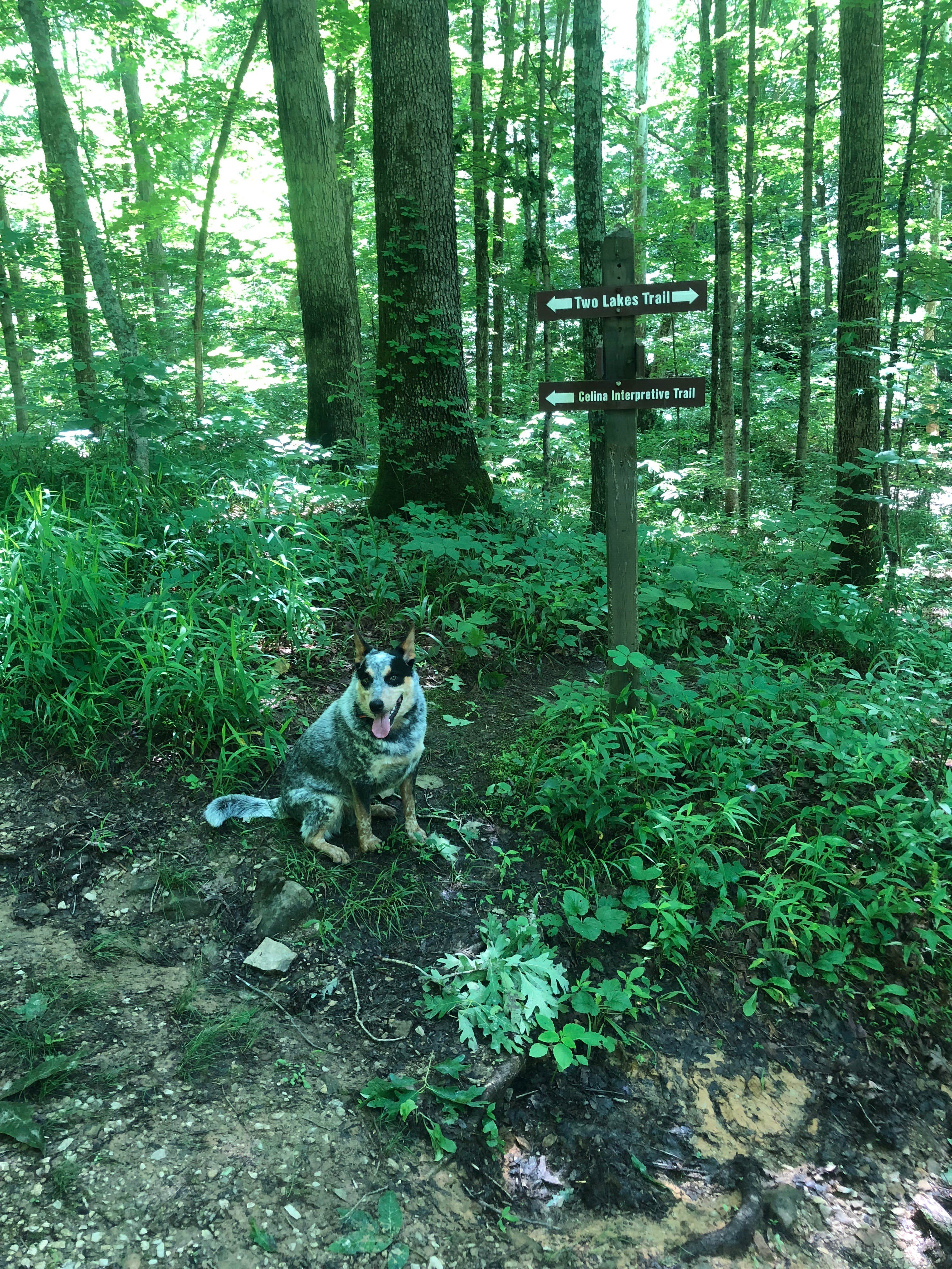 Camper-submitted photo at Hoosier National Forest South Slope Loop Campground near Union Star, KY