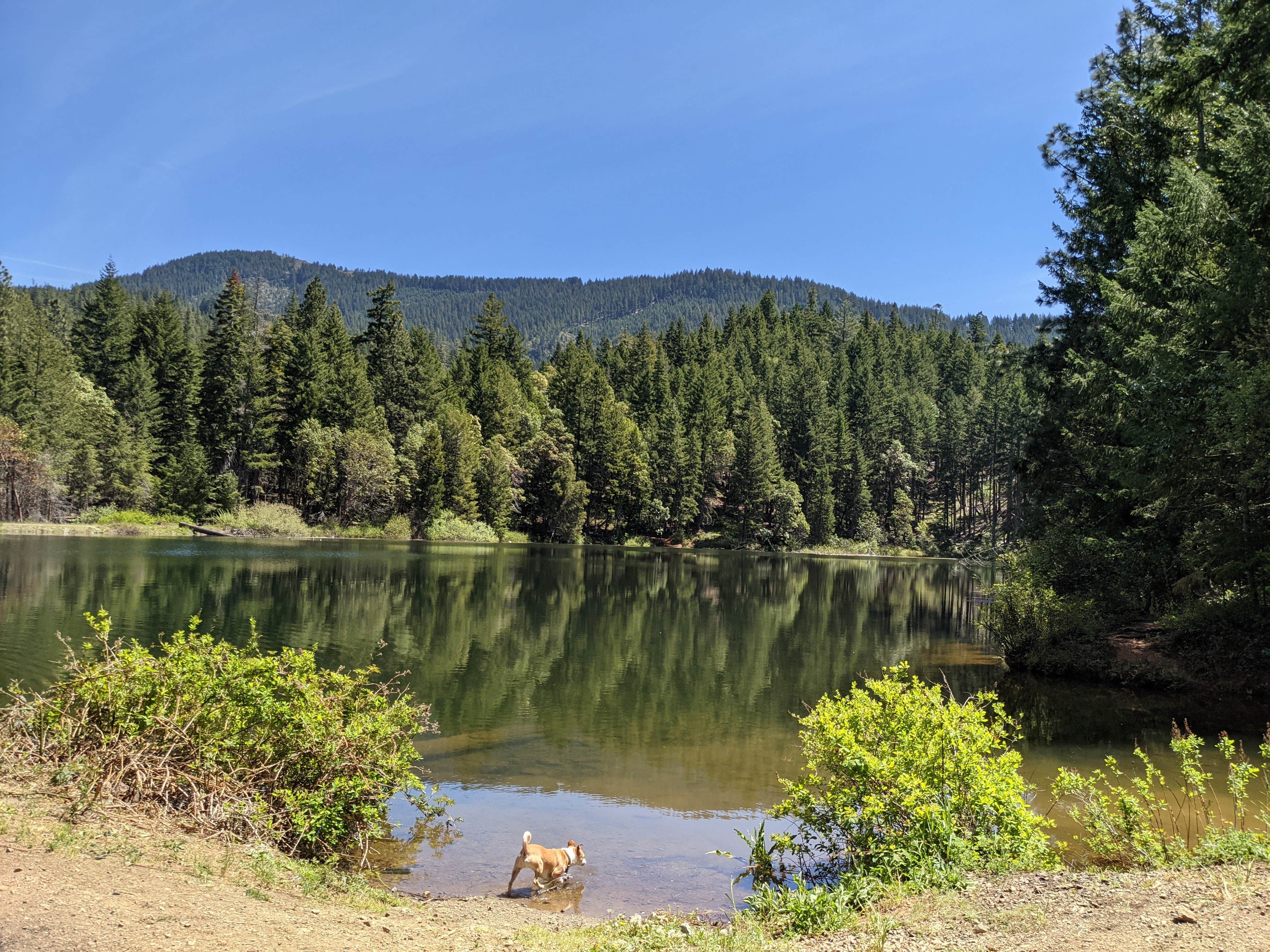 Camper submitted image from Burma Pond BLM - 4
