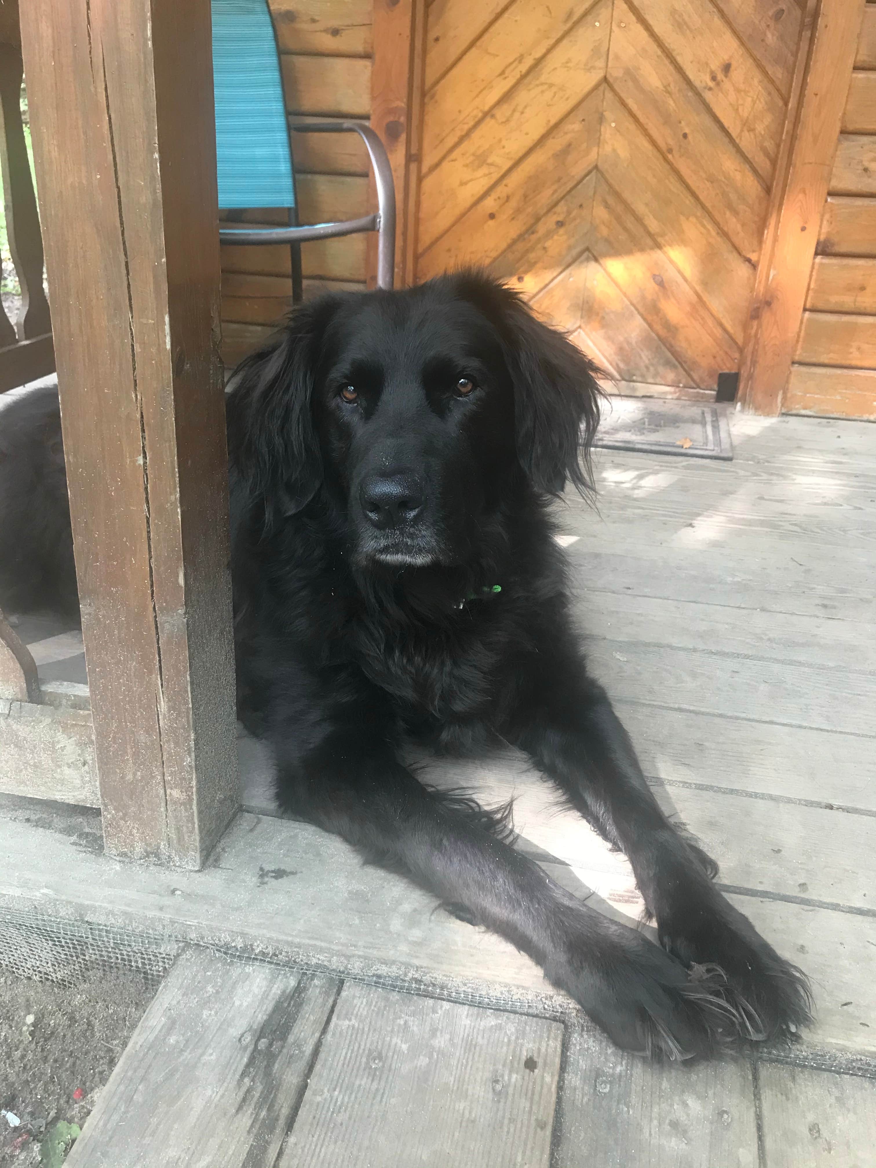 Carrie C.'s photo of camping with pets at Munising-Pictured Rocks KOA near Pictured Rocks National Park