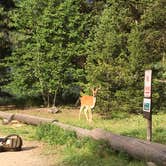 Review photo of Bowman Lake Campground — Glacier National Park by Hayley  G., July 15, 2016