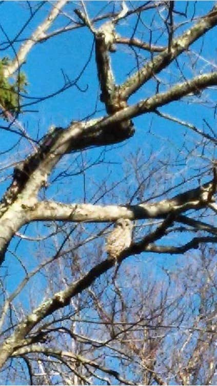 Camper-submitted photo at George H. Crosby Manitou State Park Campground near Tofte, MN