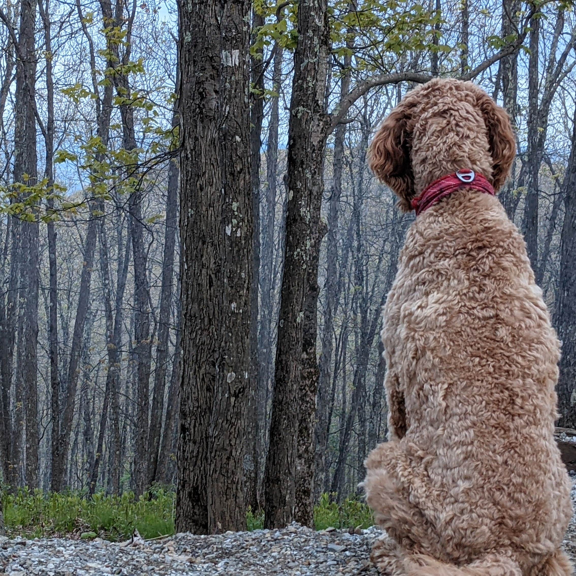 Ron P.'s photo of camping with pets at Hickory Ridge Campground — Grayson Highlands State Park near Laurel Springs, NC