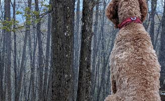 Ron P.'s photo of camping with pets at Hickory Ridge Campground — Grayson Highlands State Park near Whitetop, VA