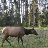 Review photo of Canyon Campground — Yellowstone National Park by Kallie K., May 20, 2021