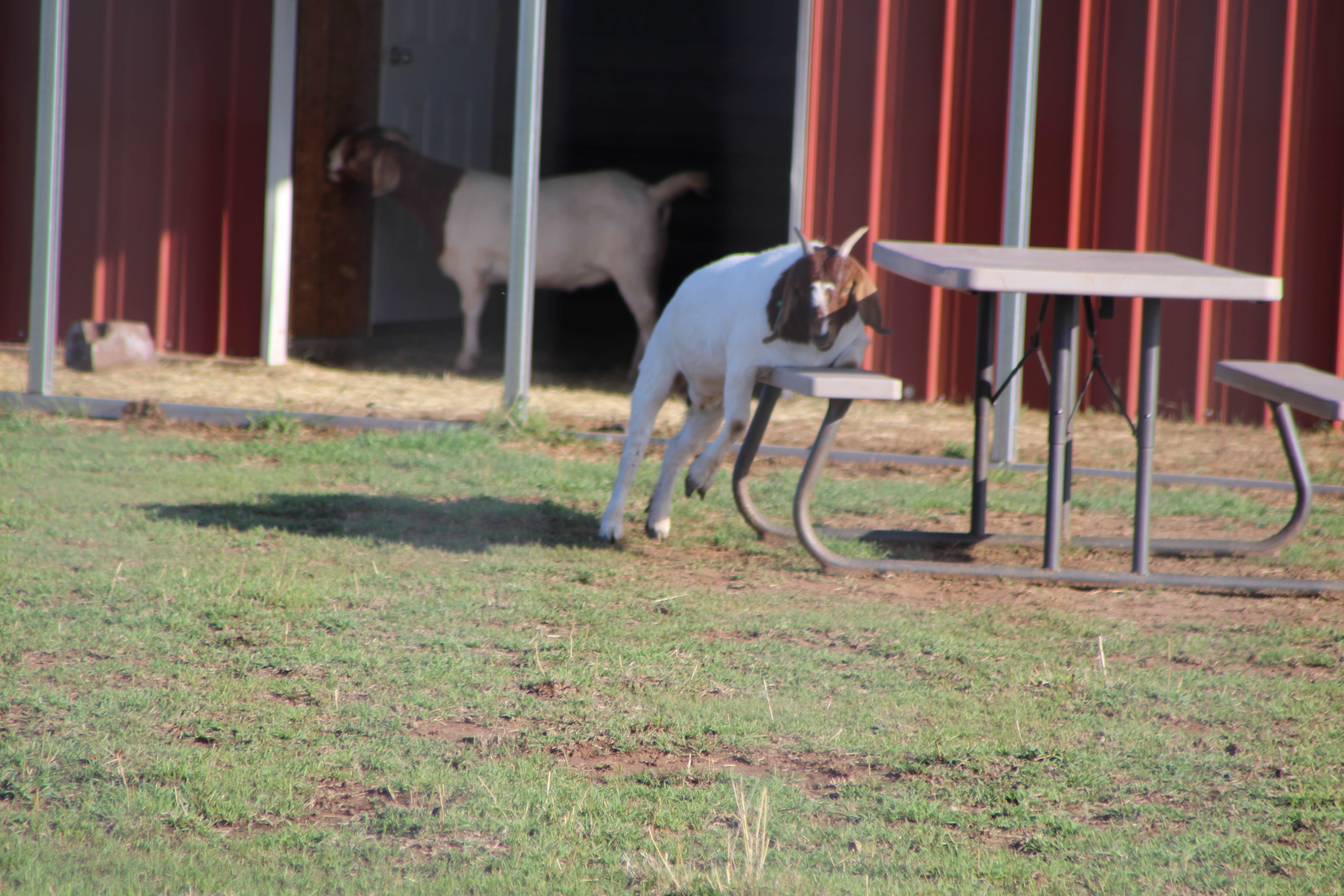 Joel R.'s photo of camping with pets at Texas Route 66 RV Park near Canadian, TX