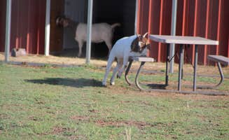 Joel R.'s photo of camping with pets at Texas Route 66 RV Park near Elk City, OK