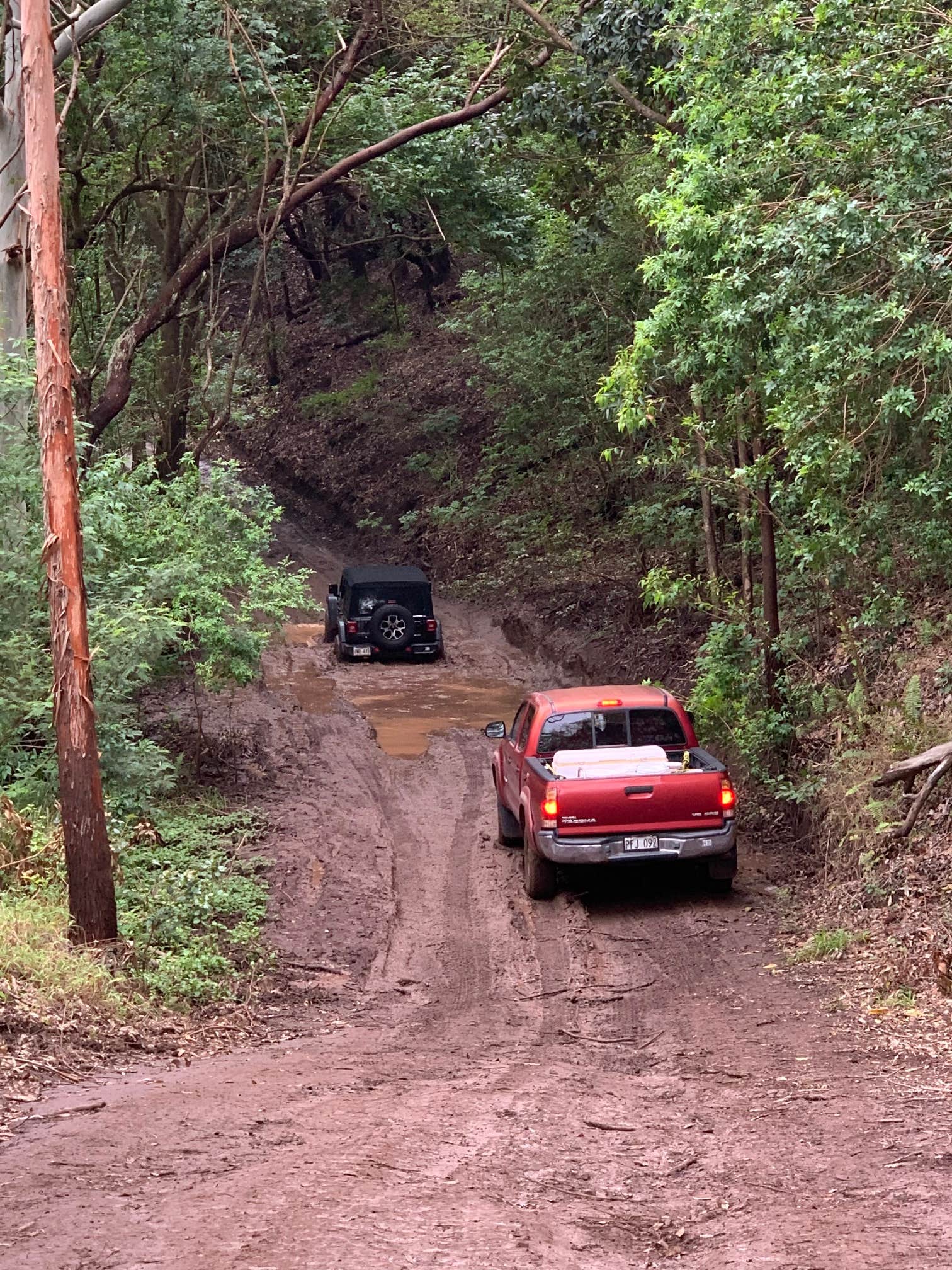 Camper submitted image from Peacock Flats - Mokuleia Forest Reserve - 3