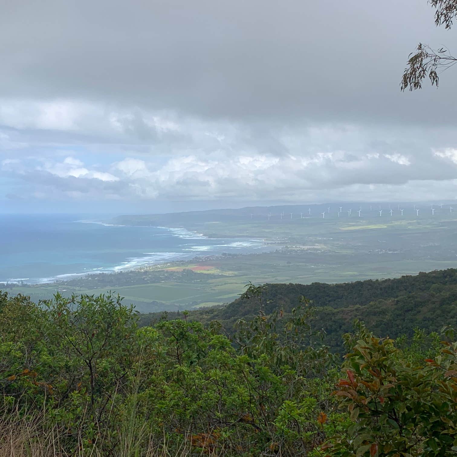 Peacock Flats - Mokuleia Forest Reserve Camping | The Dyrt