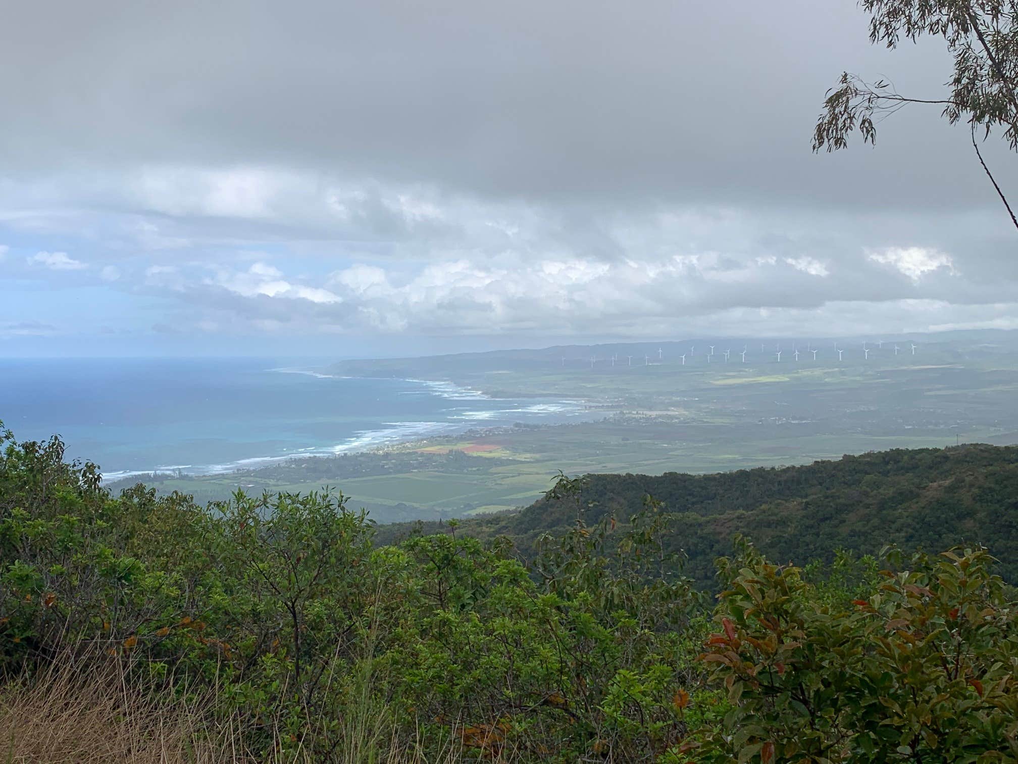 Camper submitted image from Peacock Flats - Mokuleia Forest Reserve - 2