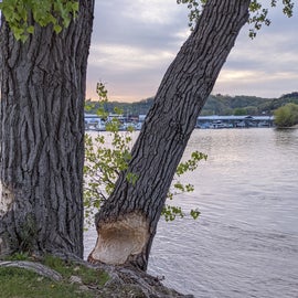 Beaver gnawed tree with a view of the marina