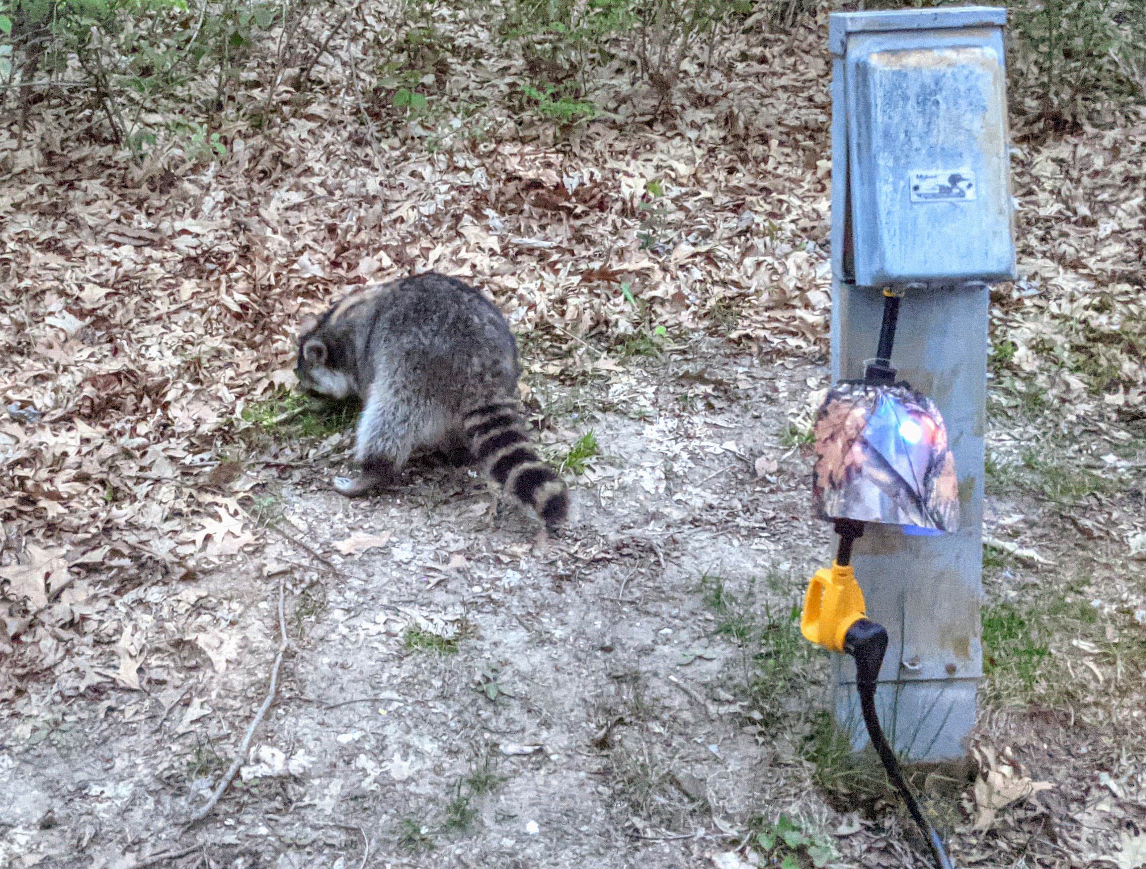 Judy B.'s photo of camping with pets at Ash Grove Campground — Indian Cave State Park near Nebraska City, NE