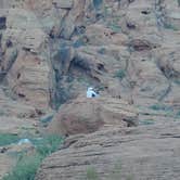 Review photo of Atlatl Rock Campground — Valley of Fire State Park by Cedric S., May 21, 2021