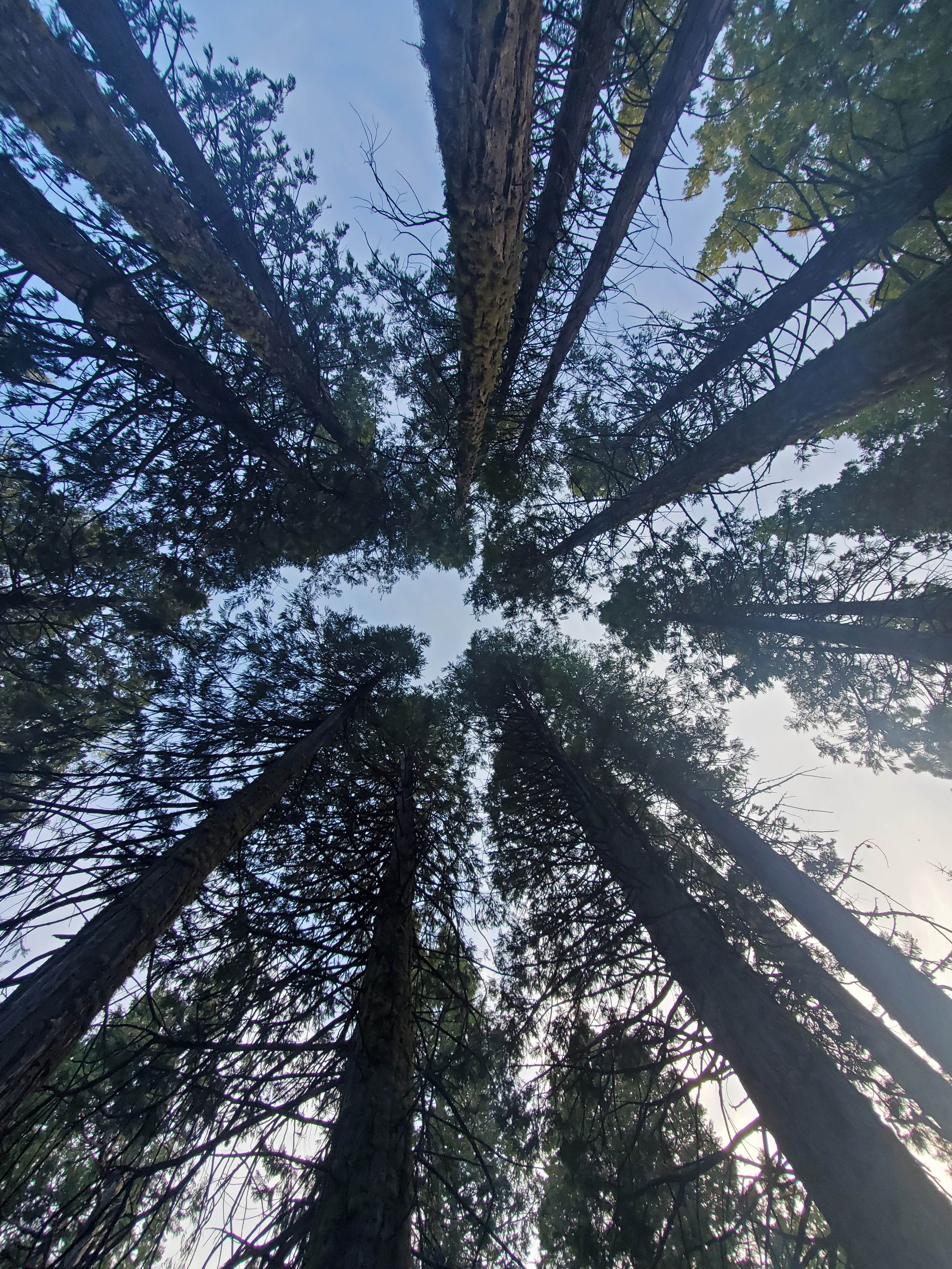 Camping near East Meadow Campground: Bowman Campground, Sierra City, California