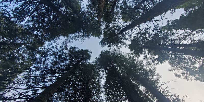 Camper submitted image from Bowman Campground