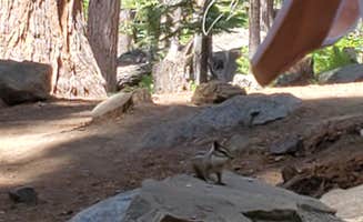 Christopher L.'s photo of camping with pets at D.L. Bliss State Park Campground near South Lake Tahoe, CA